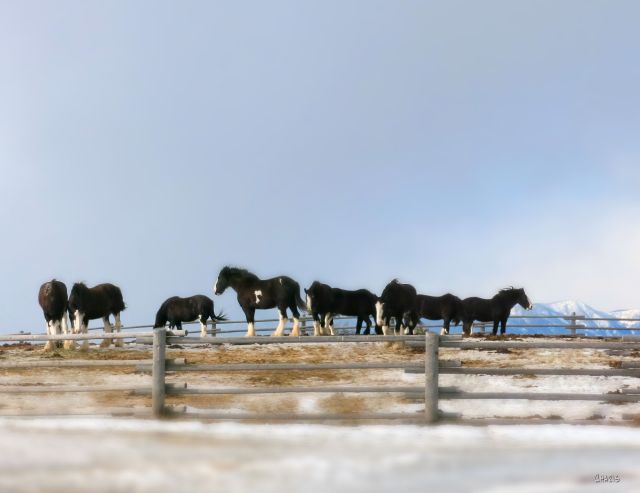 horses-fort-steele-winter-wiind-ch-img_0298_tilt