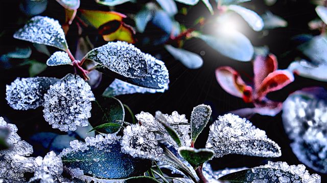 ice crystals on periwinkle rs ch sunburst IMG_5829.jpg