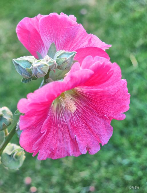 pink-hollyhock-ch-rs-img_0064