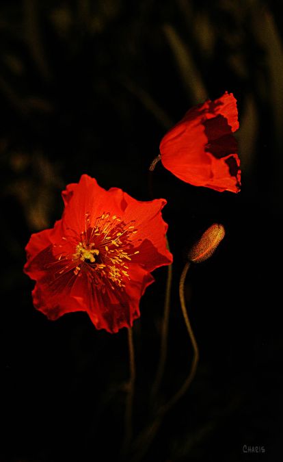 2-red-poppies-ch-rs-dsc_0157