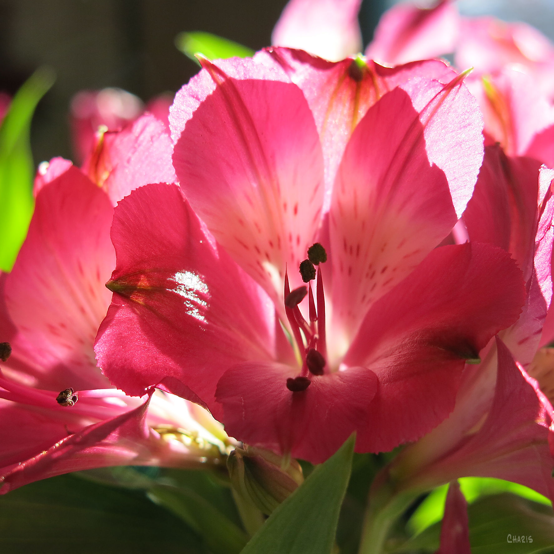 pink-flower-valentine-stamen-ch-rs-img_6858