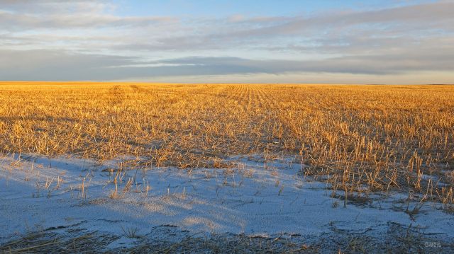stubble-field-ch-rs-img_6450