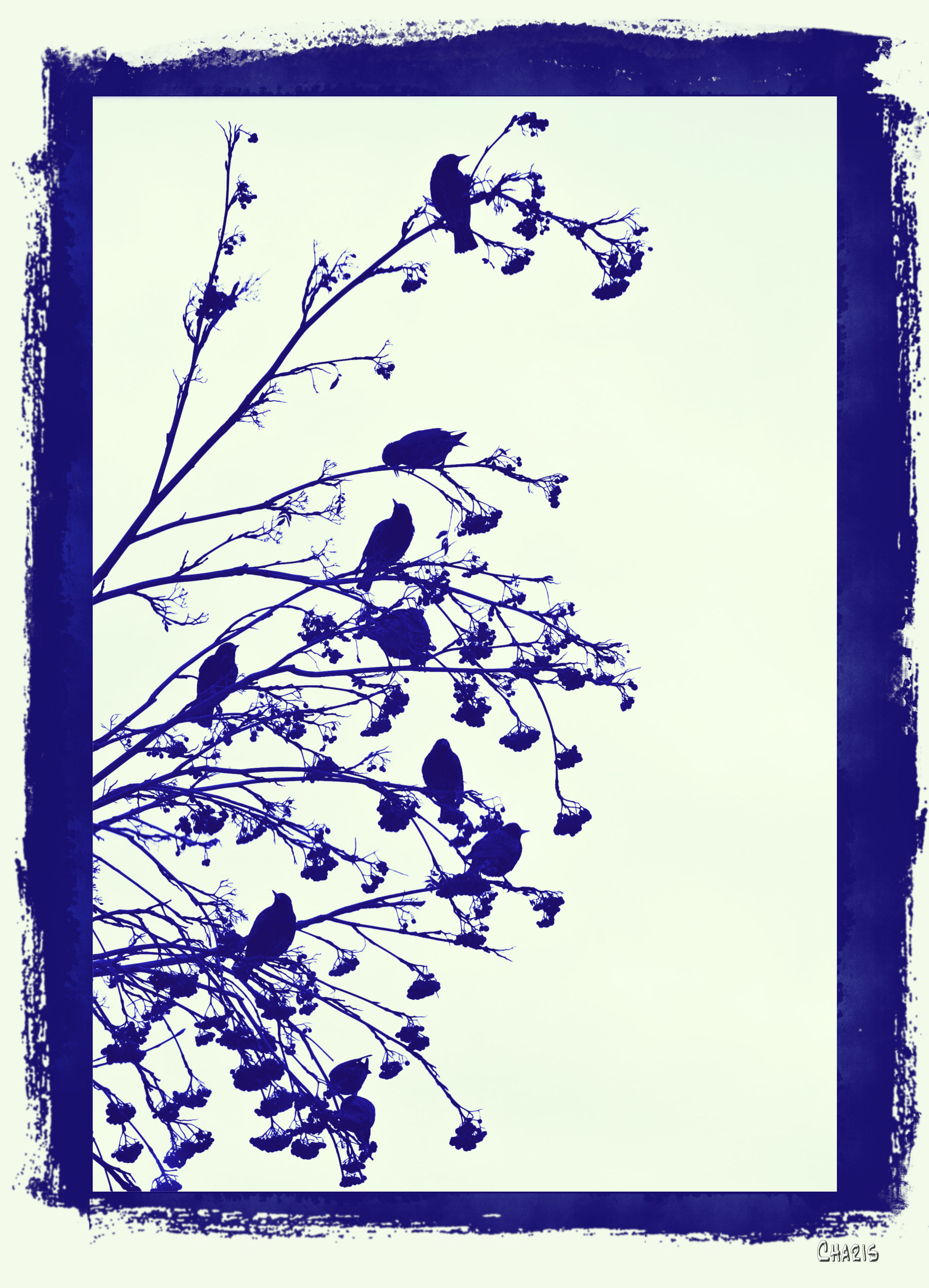 bird sihouette blue ch IMG_6974