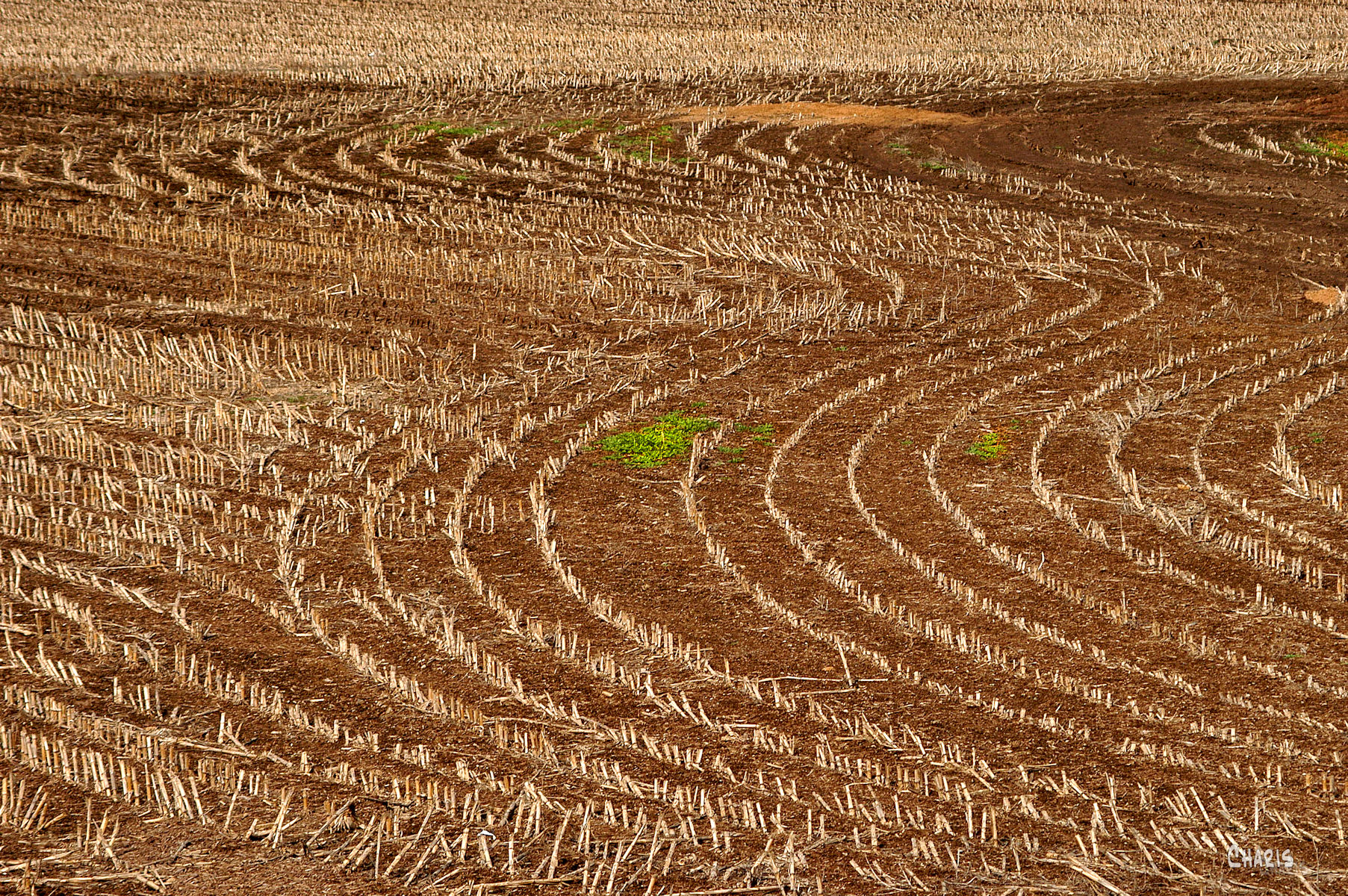 spring field ch rs DSC_0004