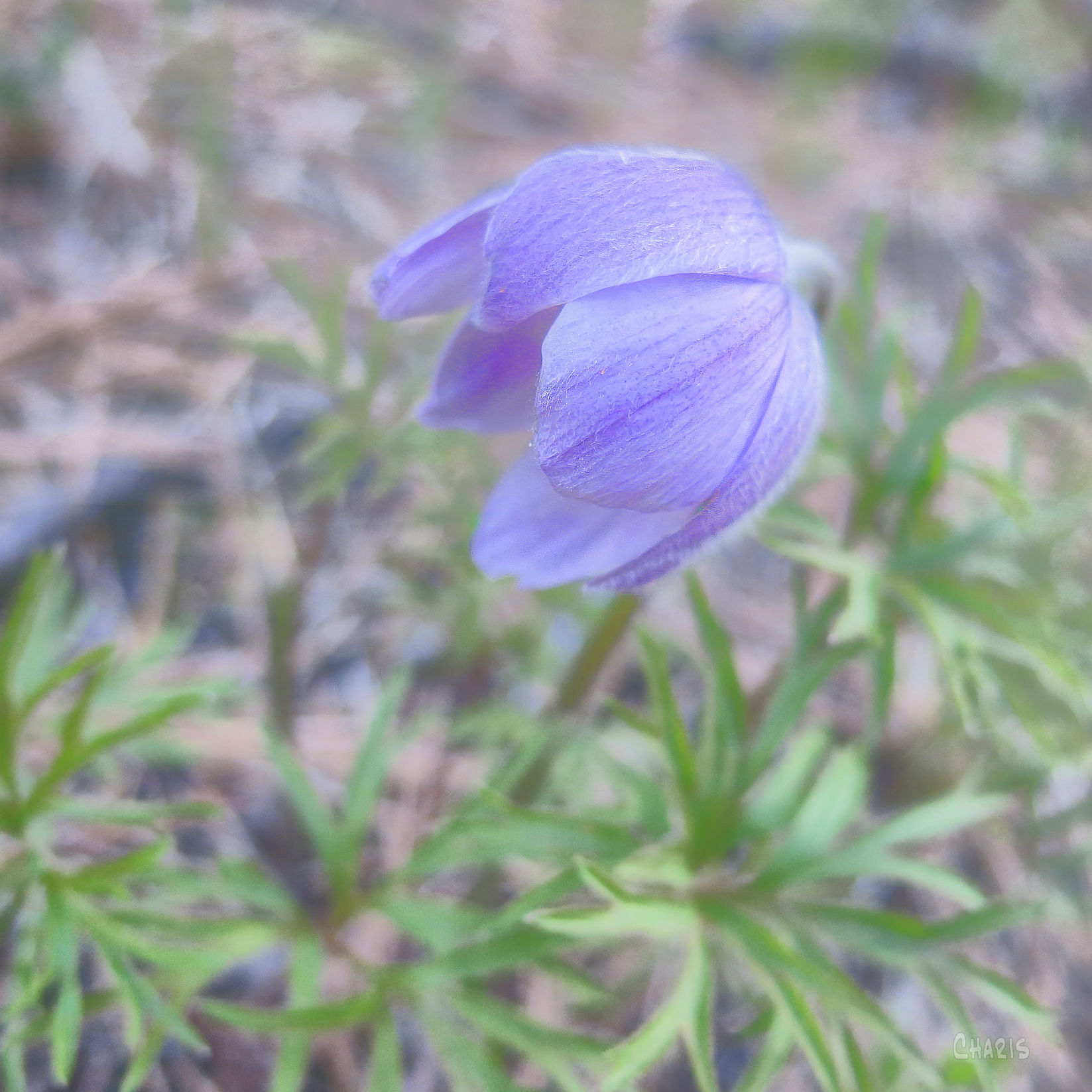 crocus pale ch rs IMG_7728
