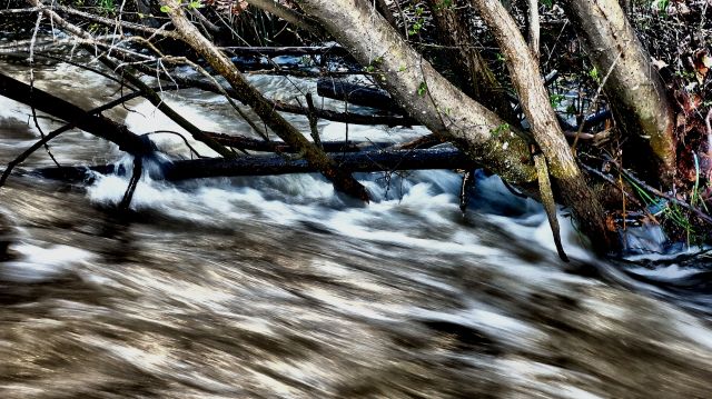 flood water tree stumps IMG_7712
