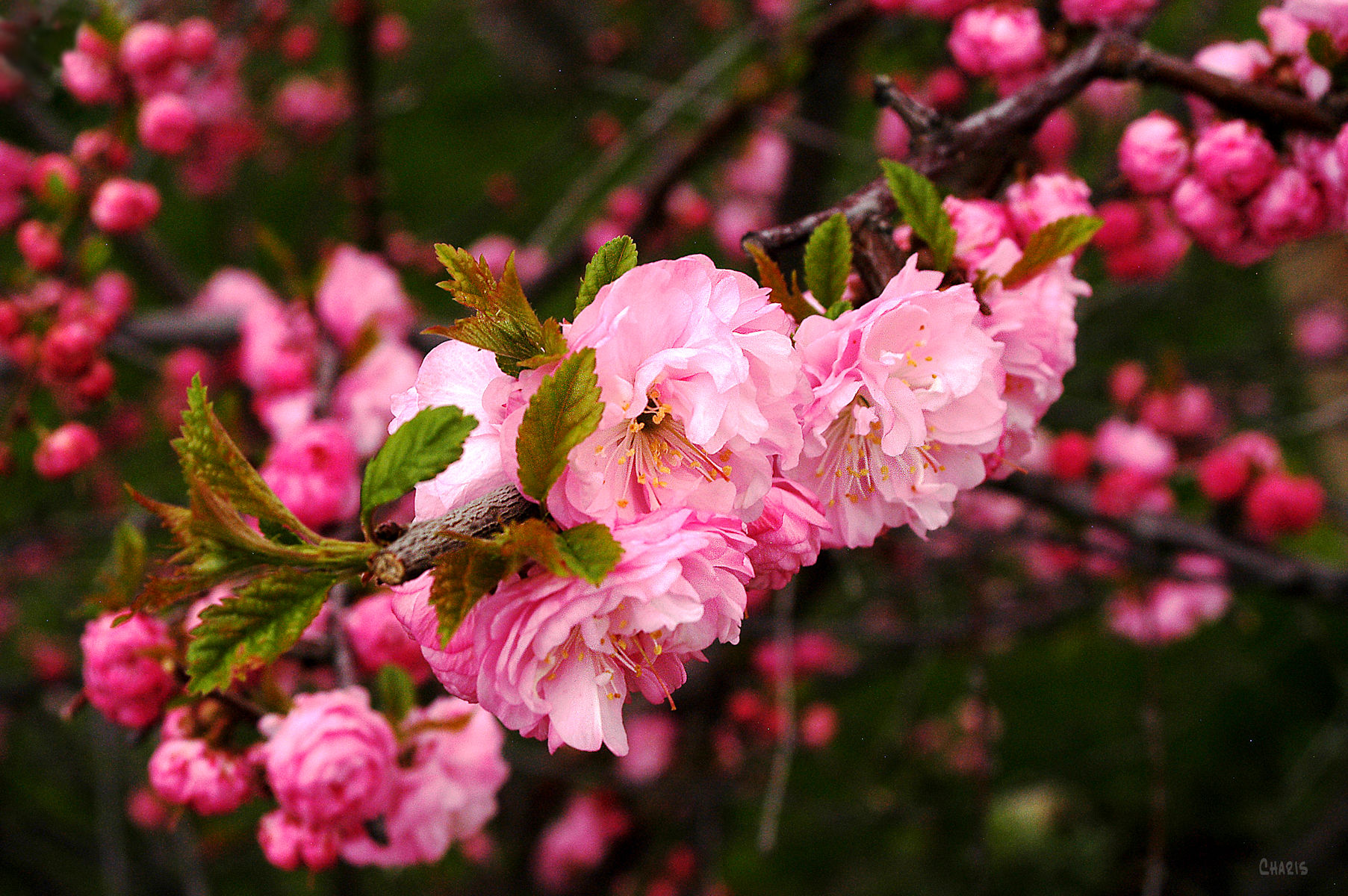 Flowering almond 2 DSC_0002