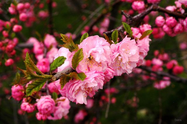 Flowering almond 2 DSC_0002