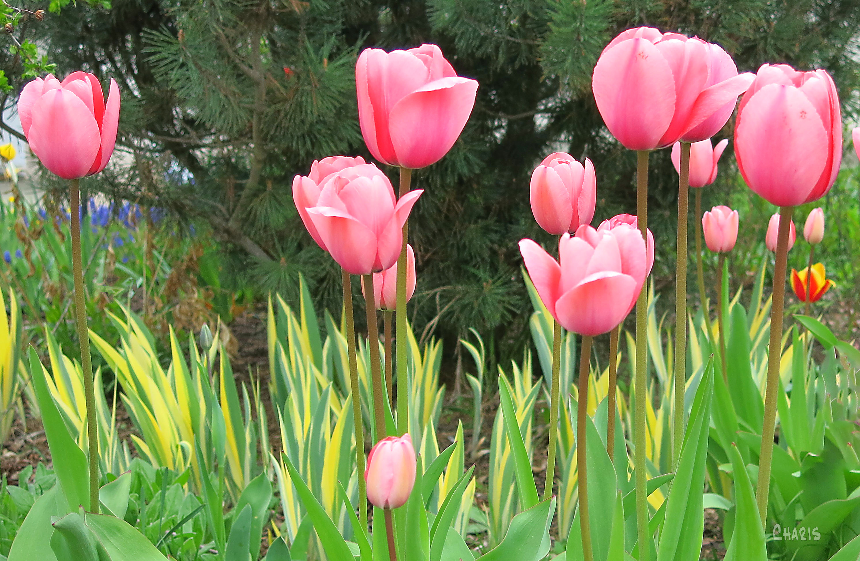 pink tulips ch IMG_7585