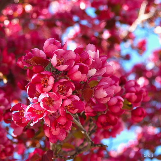 plum blossom ch sq DSC_0026 (1)