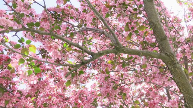 plum tree light ch rs IMG_7845