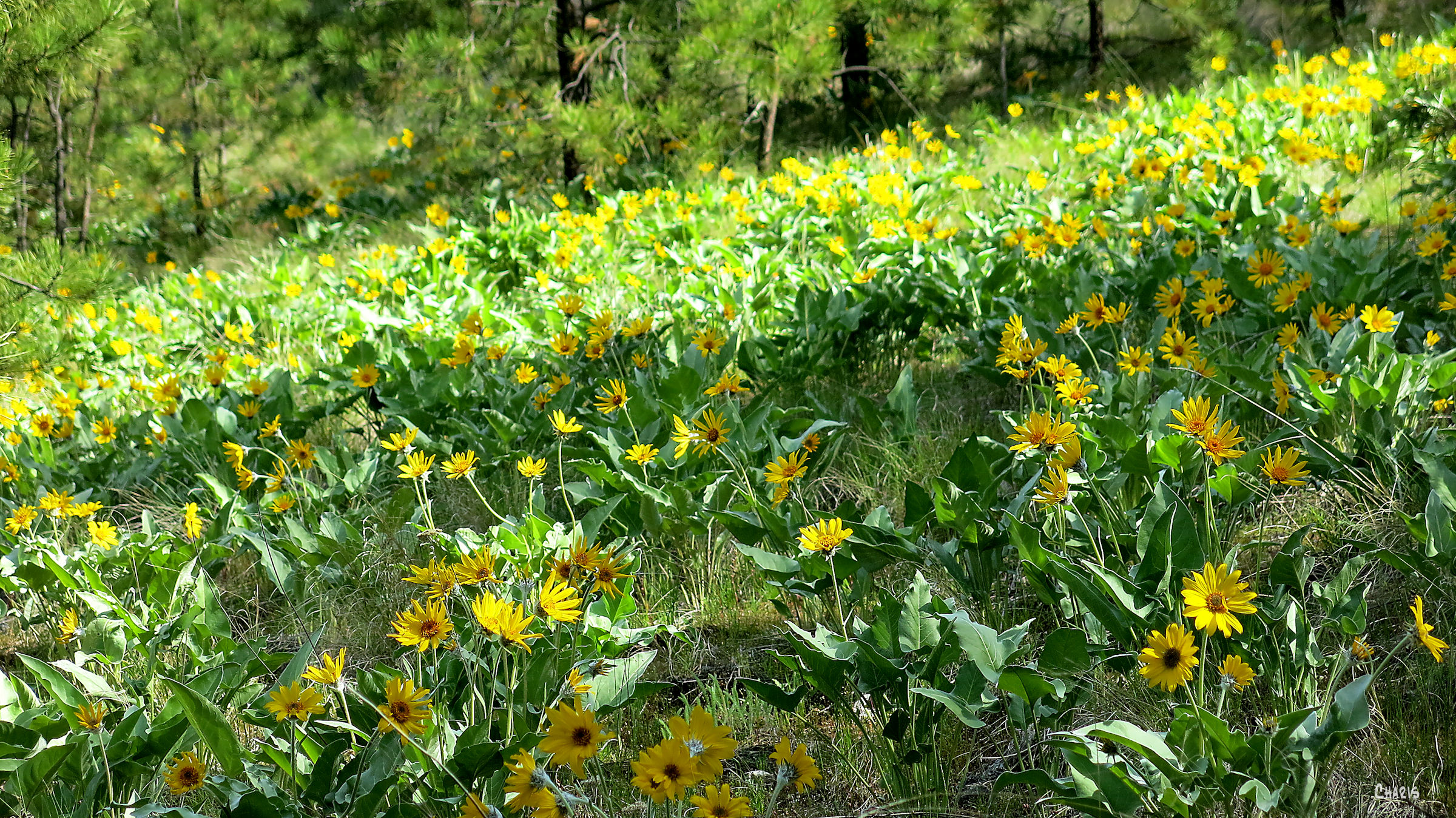 sunflower slope ch rs IMG_7507