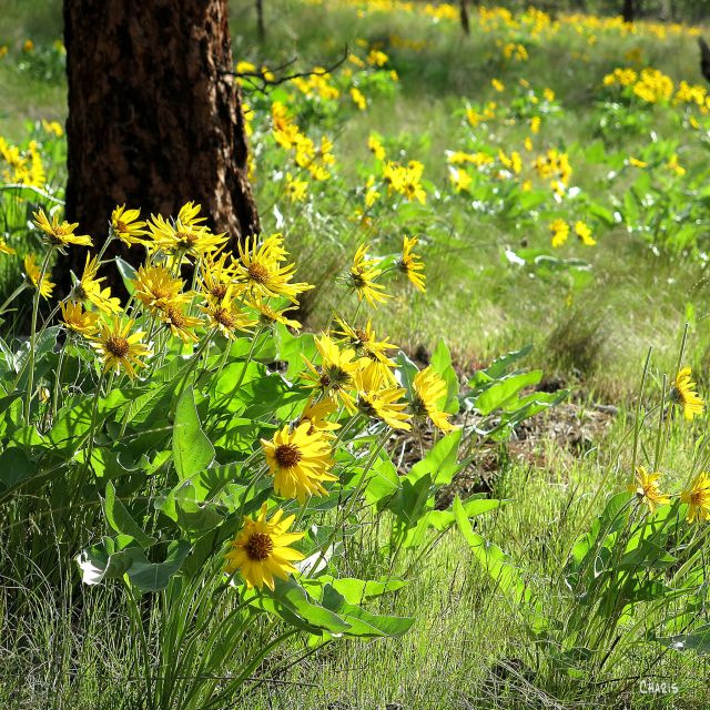 sunflower sq kelowna ch rs IMG_7514
