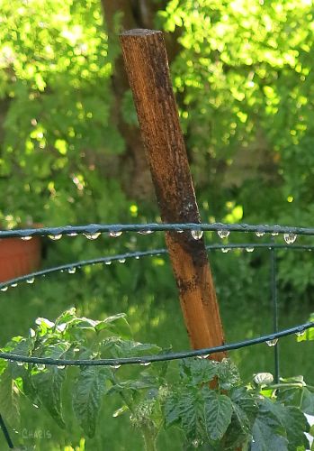 tomato cage 1 IMG_7902