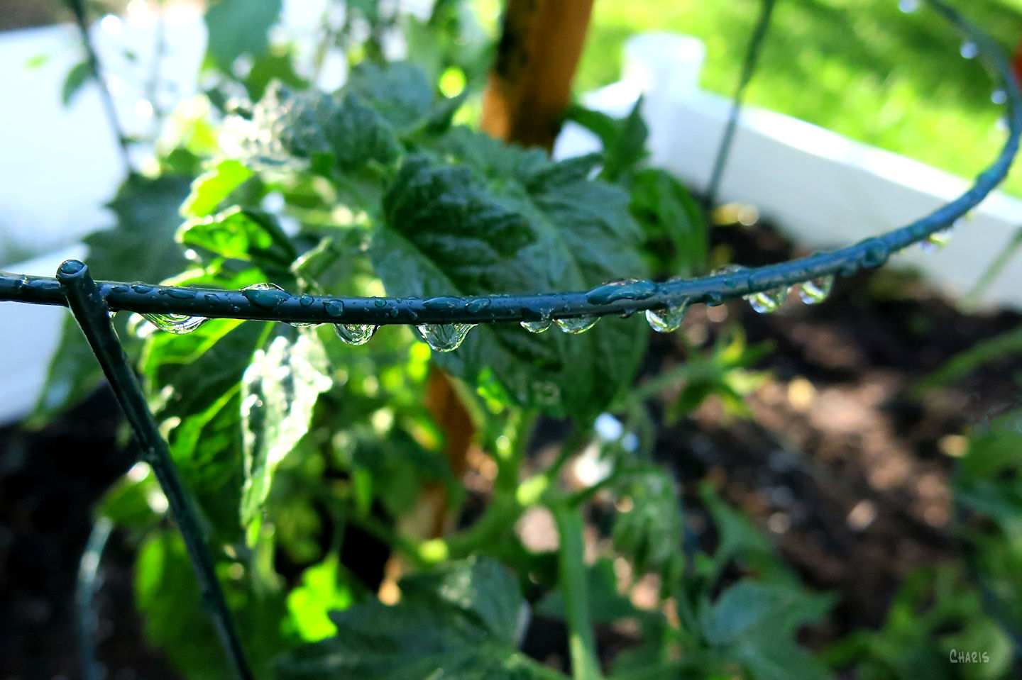 tomato cage 2 rs ch IMG_7907