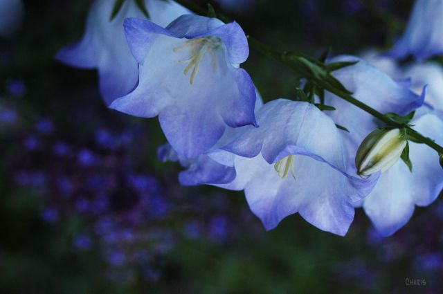 blue bells rs ch DSC_0176
