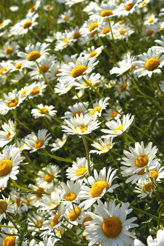 DSC_0007 daisies pick me ch rs