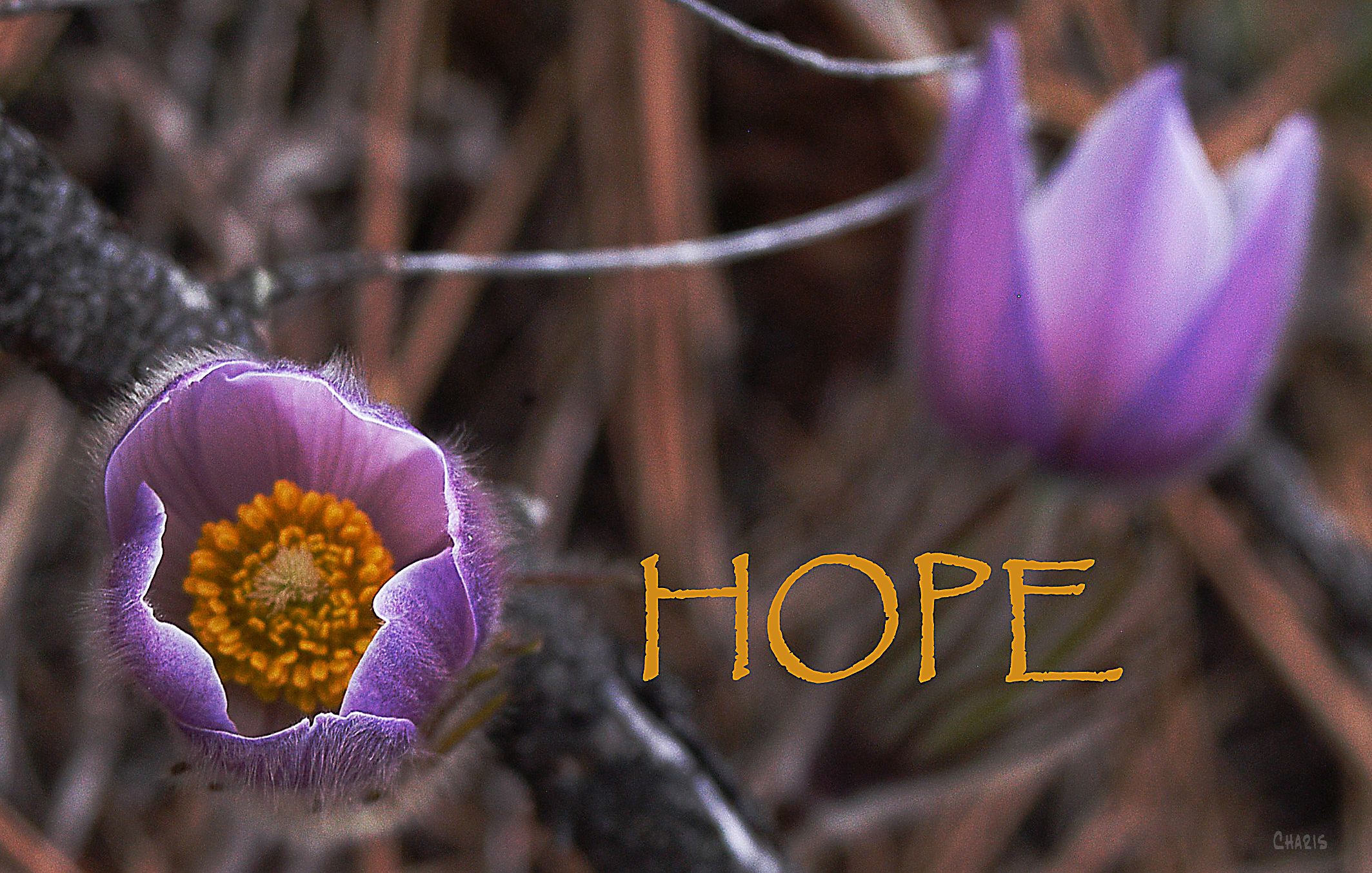 hope 3 forerunners ch DSC_0052