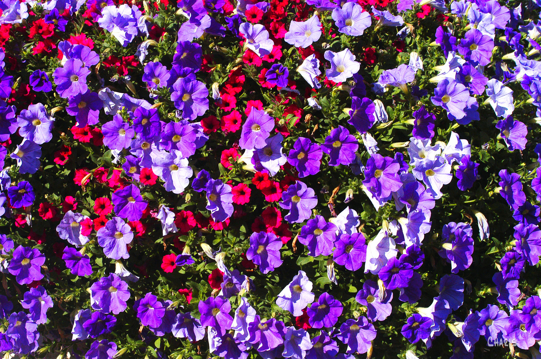 petunia abundant rs ch DSC_0071