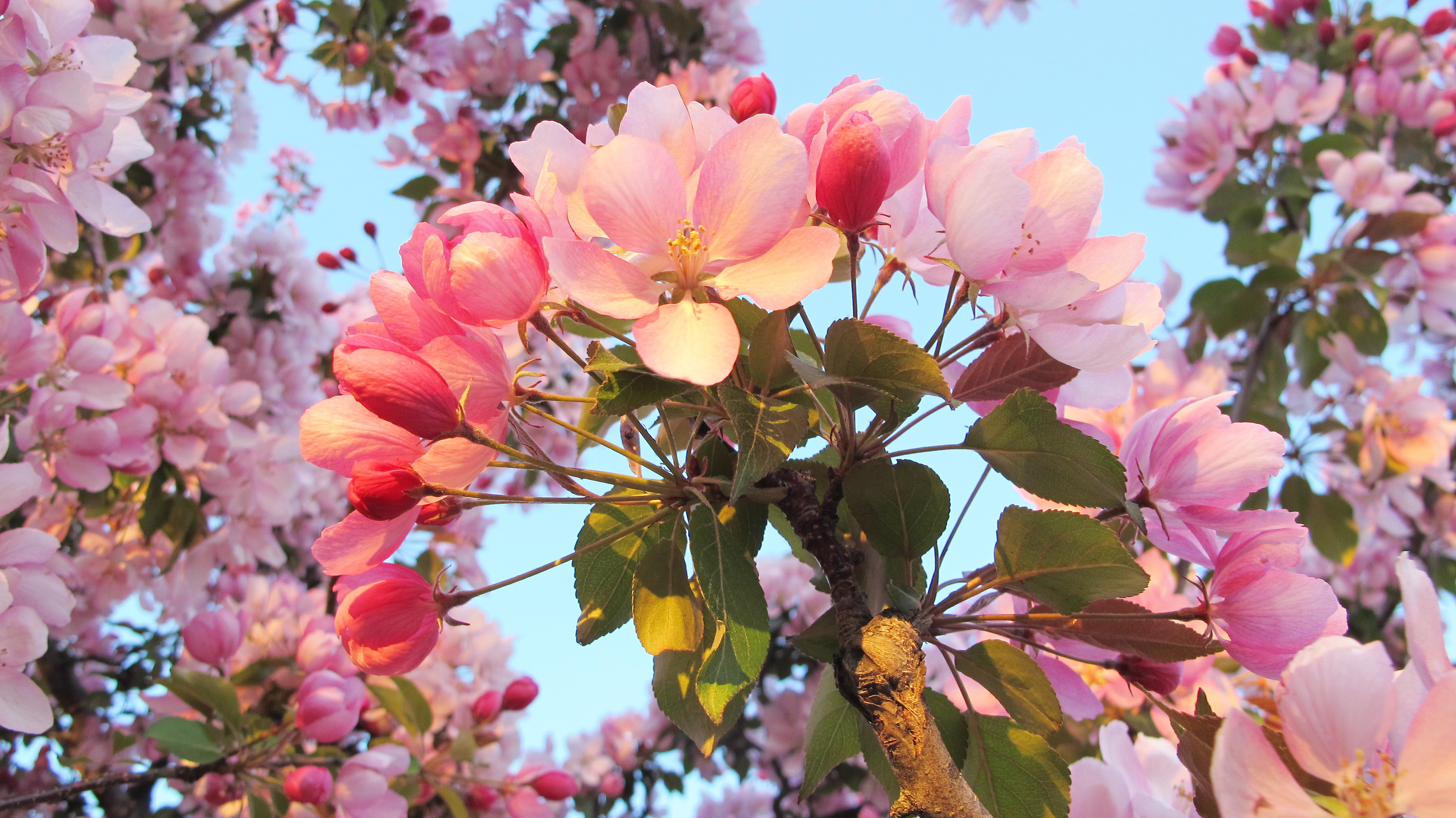 plum blossom fan 1 IMG_6799
