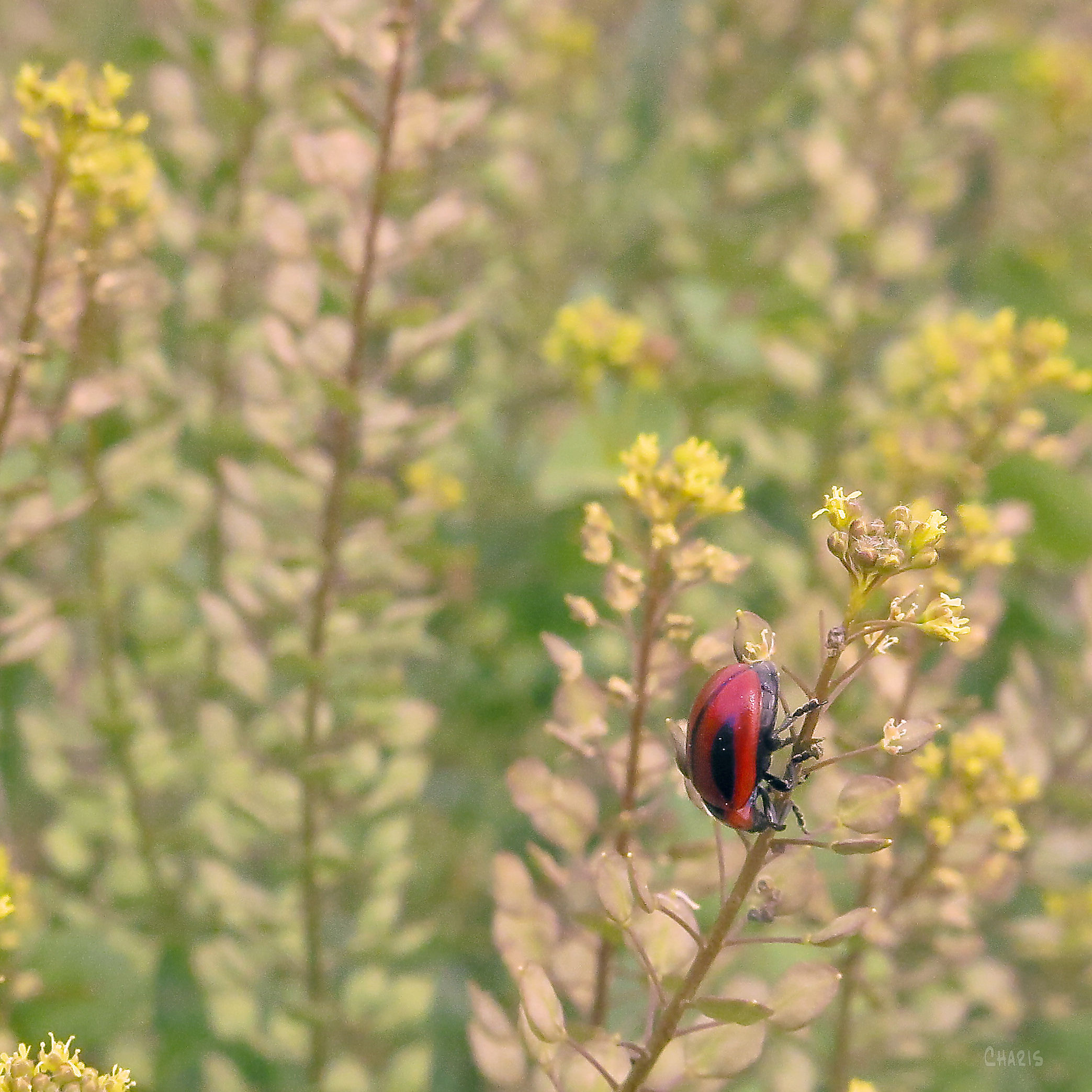 red beetle IMG_7990