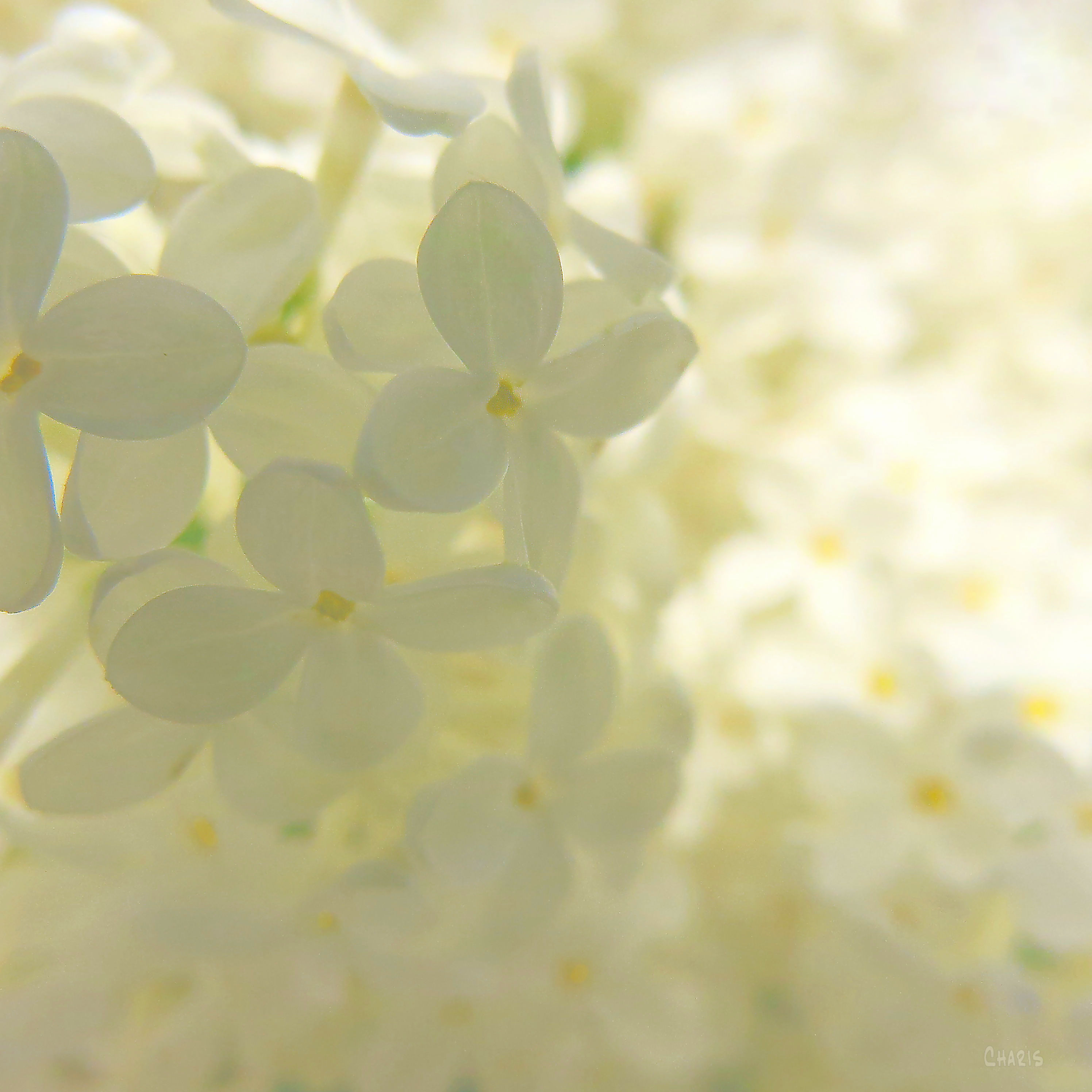 white lilacs flowers sq ch 2 IMG_7953