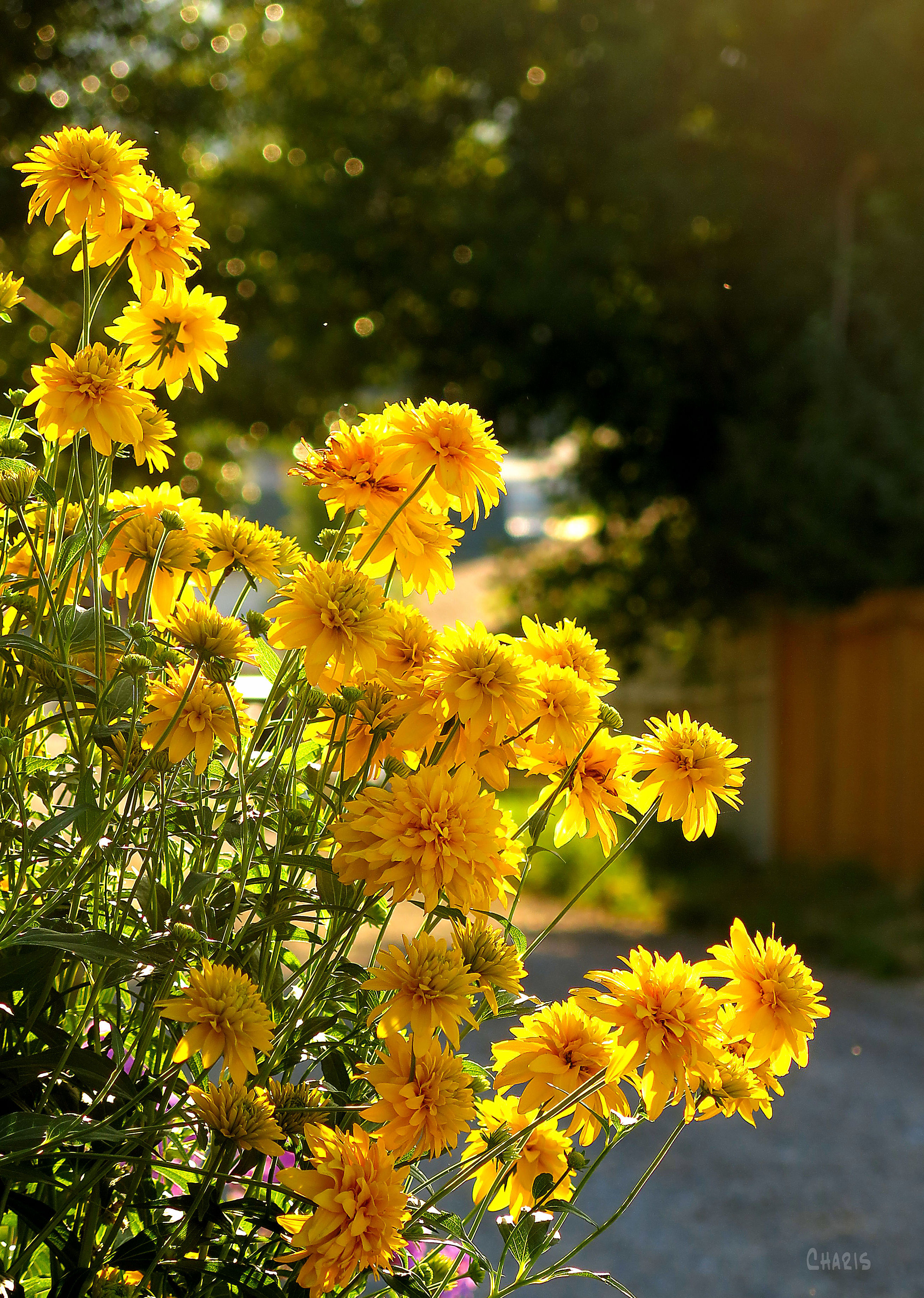yellow flowers alley IMG_0056 ch rs