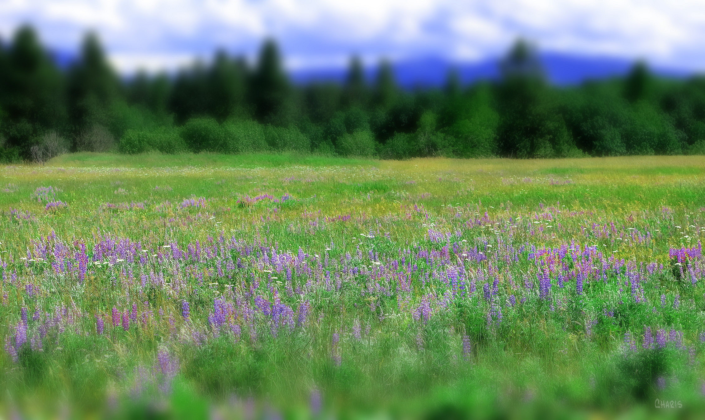lupins pighin rd ch rs IMG_8241 tilt 2