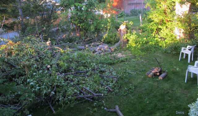 May tree after IMG_8765