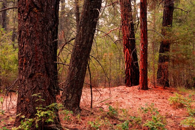 smokey forest ch rs IMG_9003