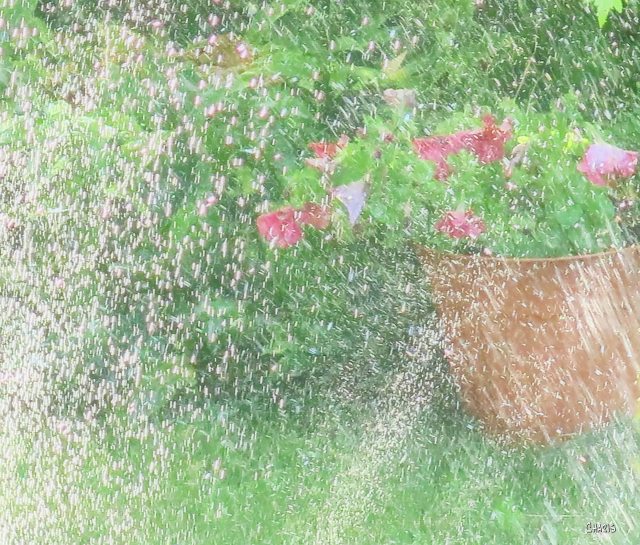 SPRINKLER CH IMG_8832