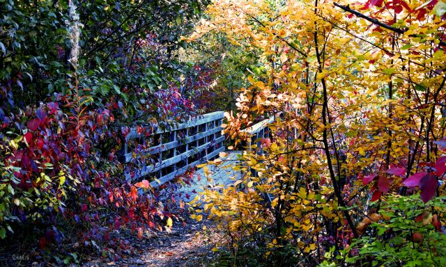 bridge at mineral lake autumn colour ch rs IMG_0522