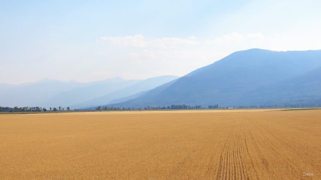 creston crop field ch rs IMG_0085