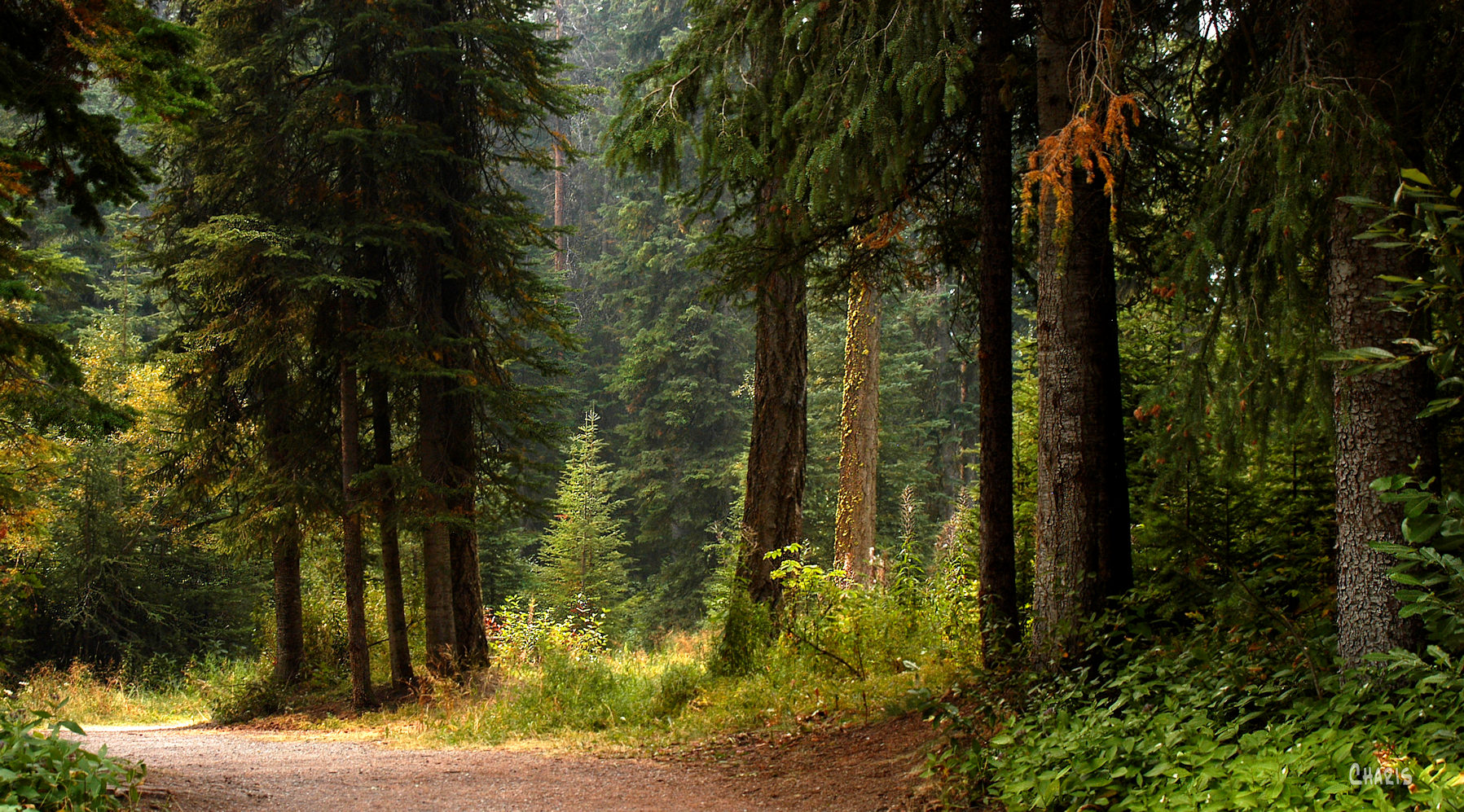 Forest green 1 ch rs DSC_0079