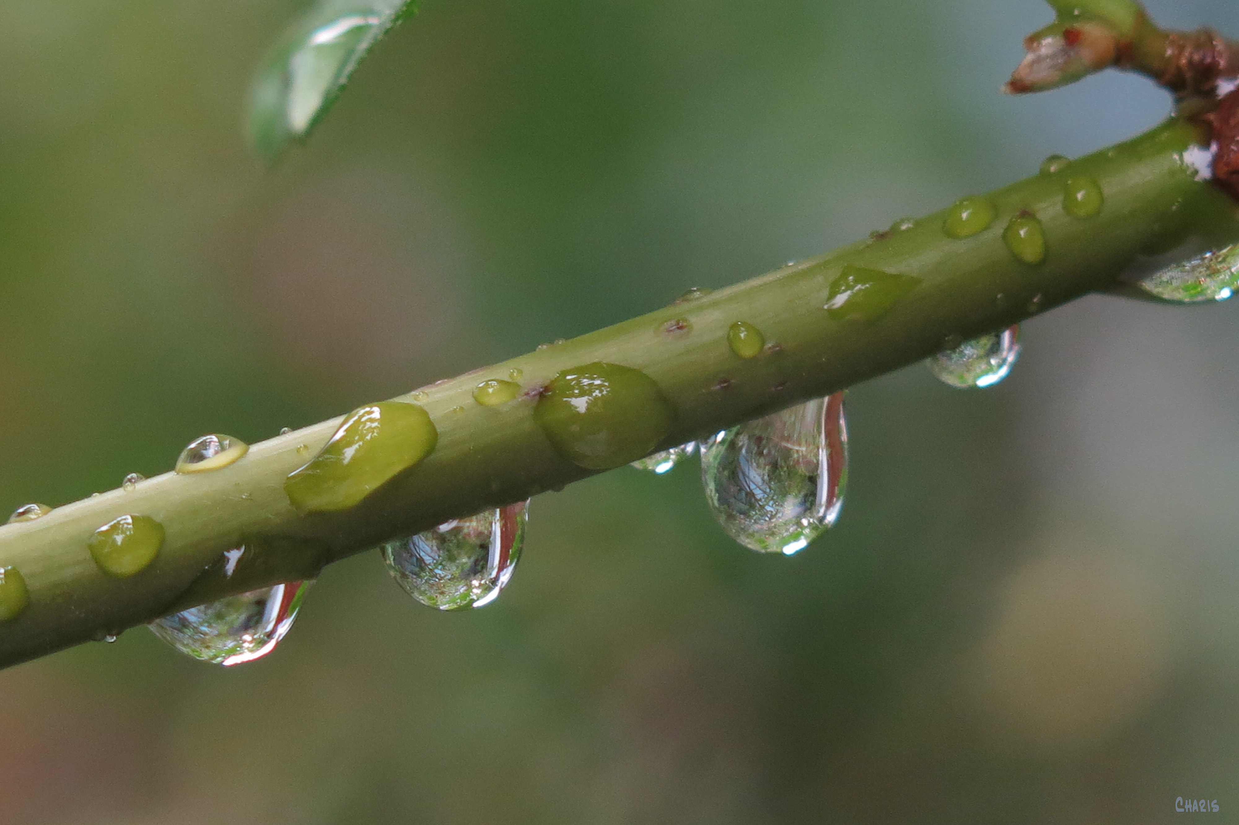 IMG_1866 four raindrops