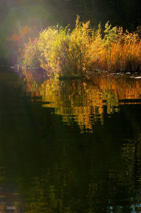 mineral lake reeds DSC_0162 (2)