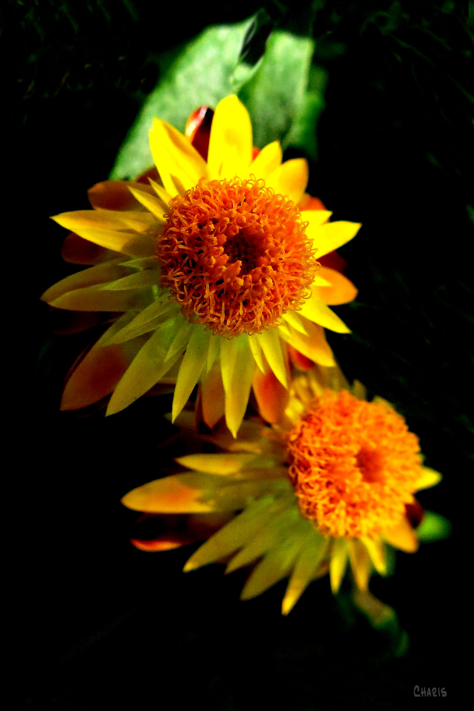 yellow flower ch dark contrast rs IMG_0195