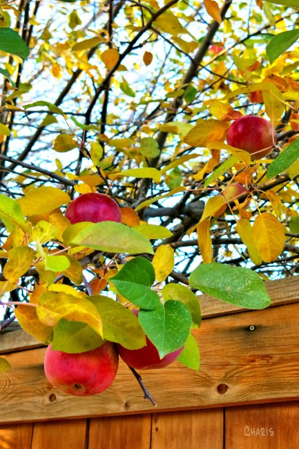 apples over fence ch rs IMG_2389