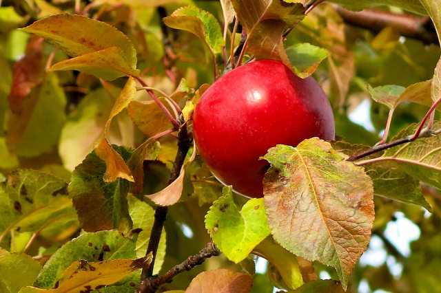 around the block 8 apple IMG_1549