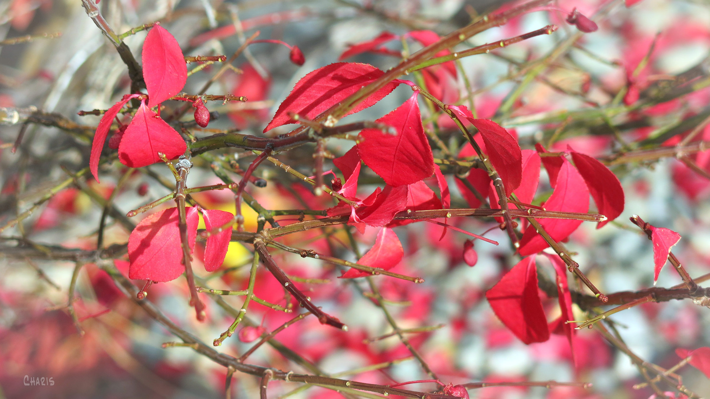around the block ch rs red leaves bush IMG_1580