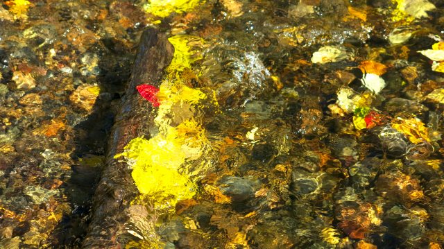 autumn creek colour stones bright IMG_1656