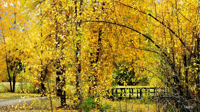 autumn fernie park gold bridge ch rs IMG_1349.jpg
