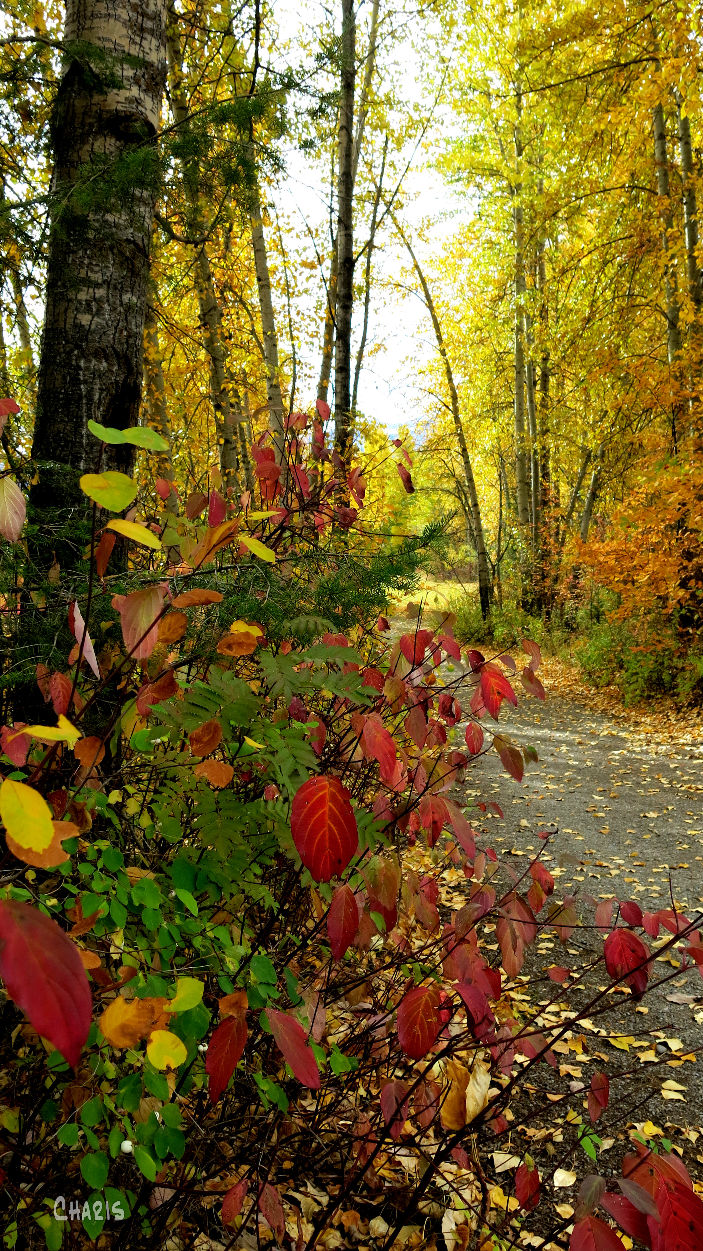 autumn fernie park path vertical red leaves ch rs IMG_1313