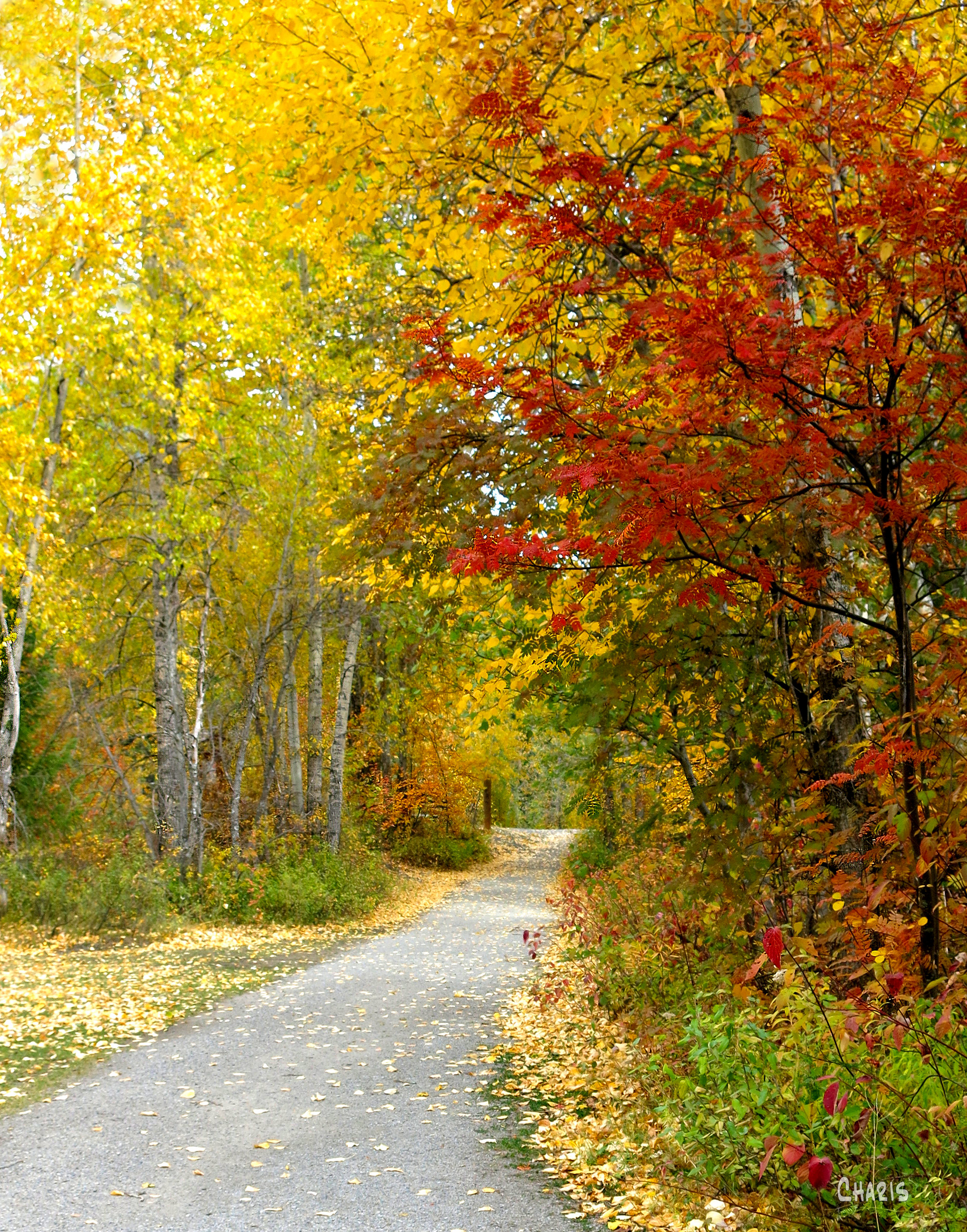 autumn fernie path rs ch crop IMG_1282