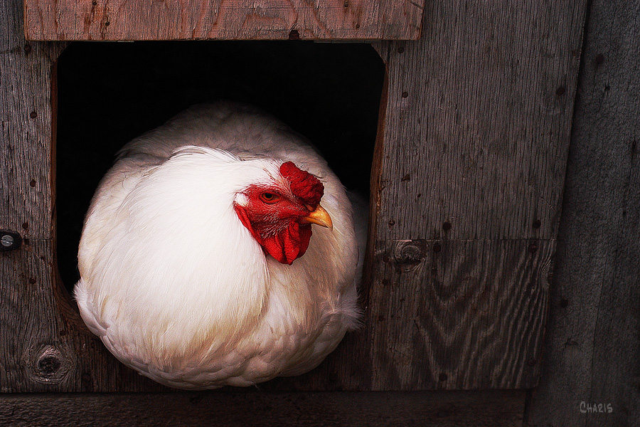 chicken rs ch1DSC_0244