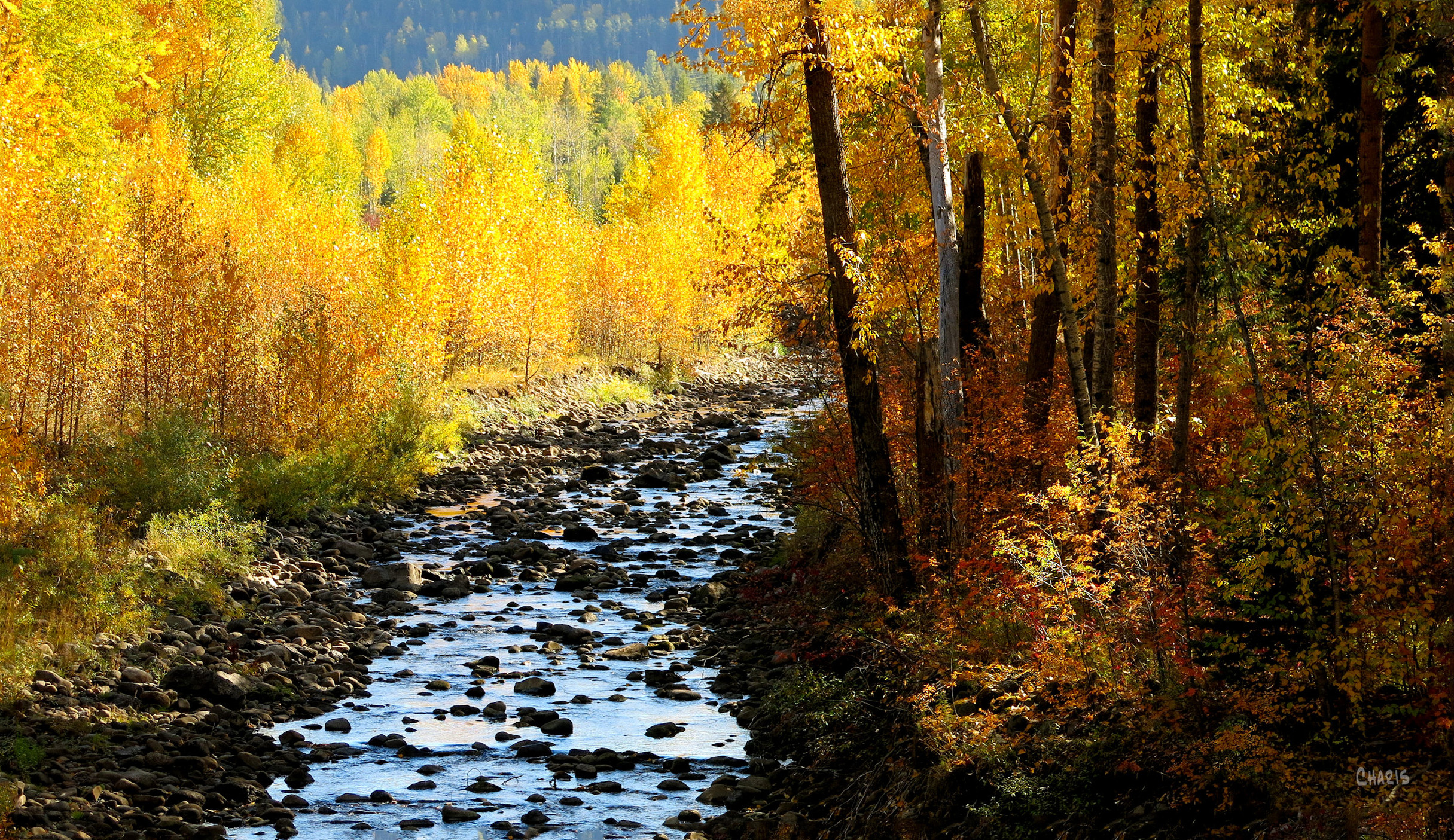 Fernie creek autumn ch rs IMG_0940