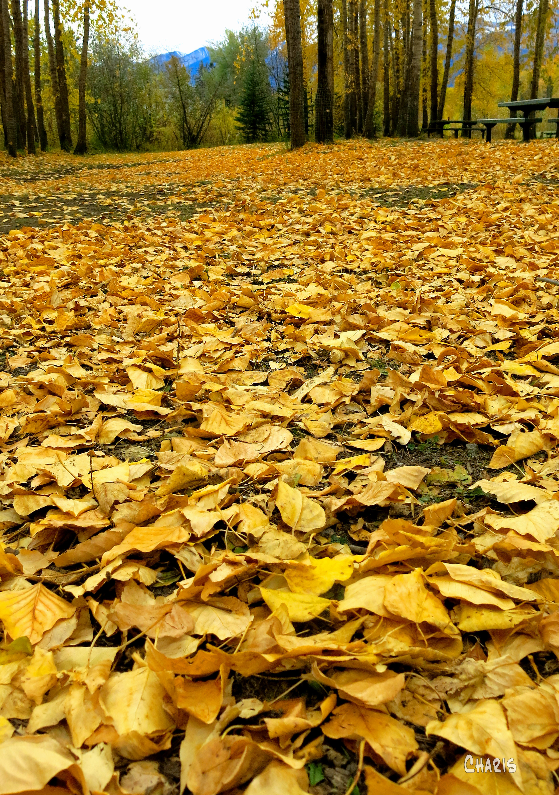 gold leaves ch crop IMG_1344