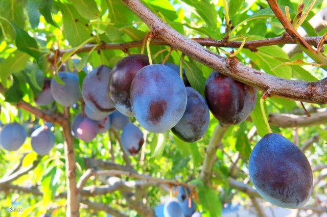 plums ch rs IMG_0188