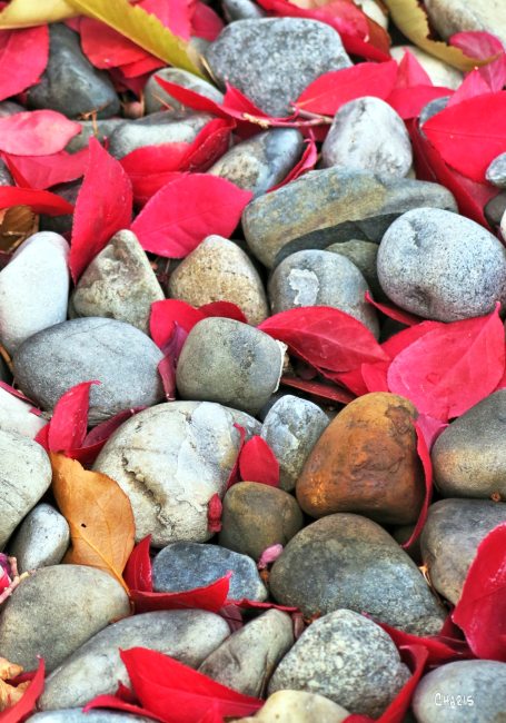 raround the block ch rs red leaves stones IMG_1582