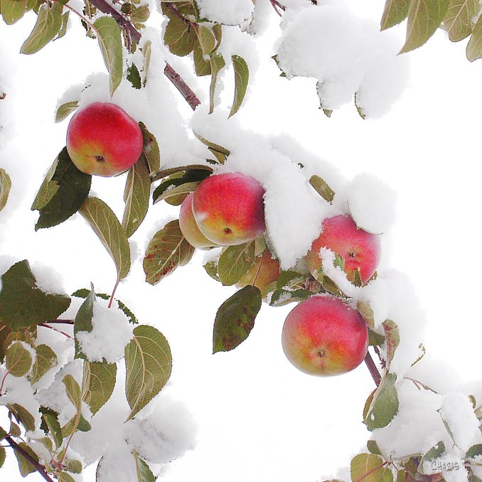 snow apples ch 1